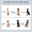 Brayson Elevated Feeder