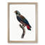 Bronze Winged Parrot by F. Levaillant - Picture Frame Graphic Art Print-55512861-55512866