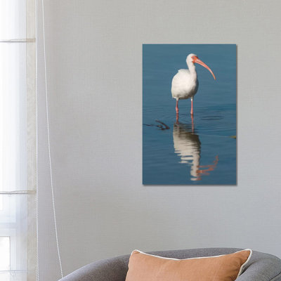 White Ibis, Fort Myers Beach, Florida I by Steve Gettle - Wrapped Canvas Print