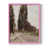 Rose n'est pas disponible