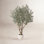 Ashwell Olive Tree in Pot