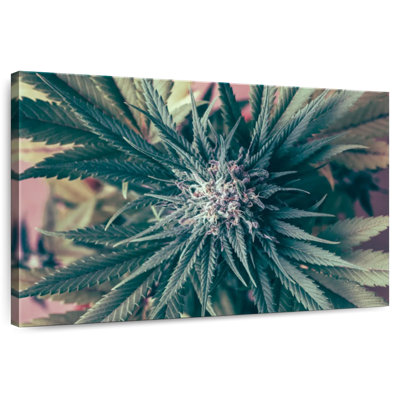 Harnek Marijuana Blossom
