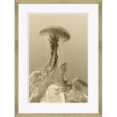 Sealife In Sepia Giclee Print by Soicher Marin Archives
