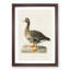 White-Fronted Goose by Von Wright - Framed Print-55768490-55768485