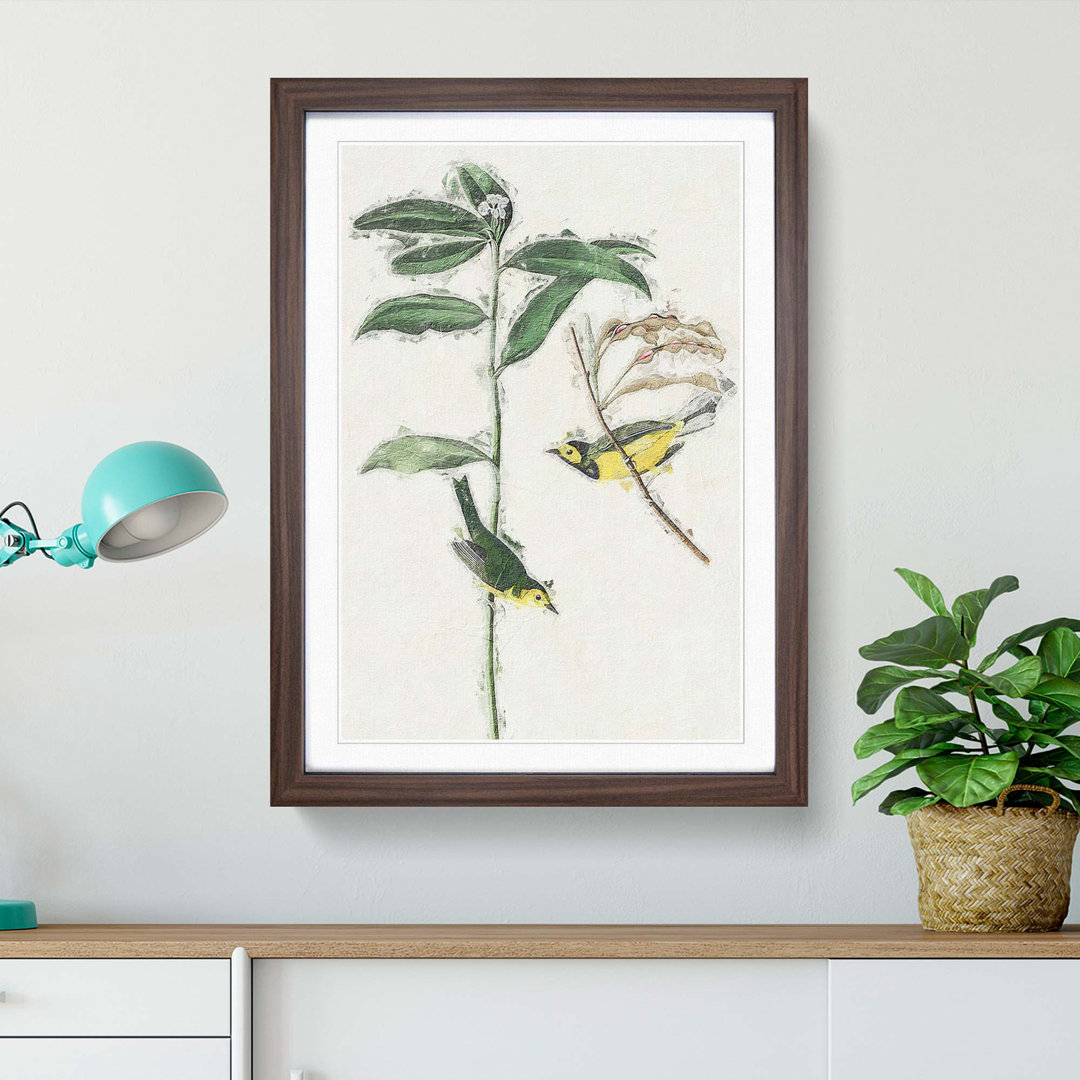 Hooded Warbler Birds by John Audubon - Picture Frame Painting Print