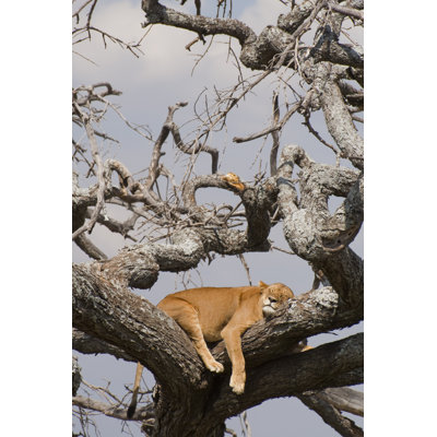 Lioness Sleeping - Wrapped Canvas Print