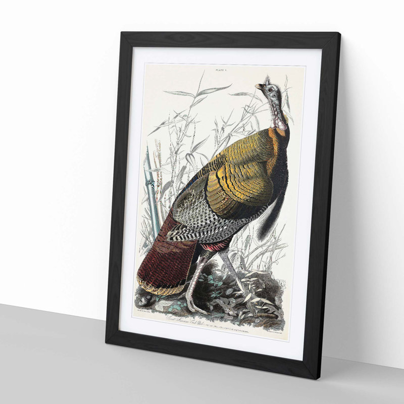 Wild Turkey by John James Audubon - Framed Print, Black, 60cm H x 40cm W x 2cm D