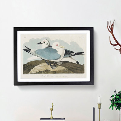 Two Kittiwake Gulls by John James Audubon - Picture Frame Painting Print