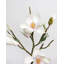 White Magnolia Tulip 20"