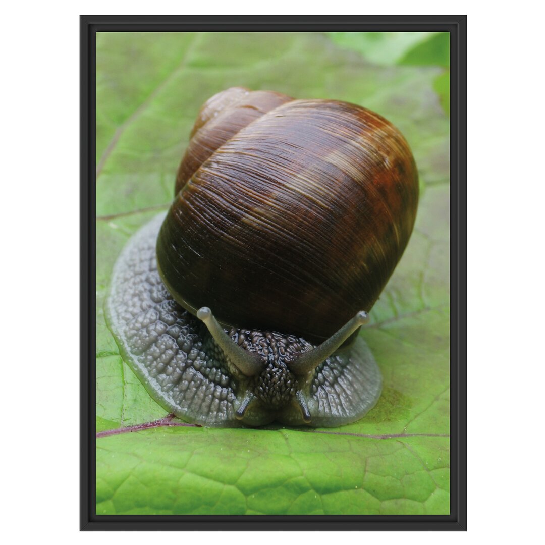 Gerahmtes Wandbild Weinbergschnecke auf Blatt