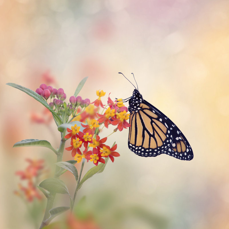" Monarch Butterfly ", 36" H x 36" W