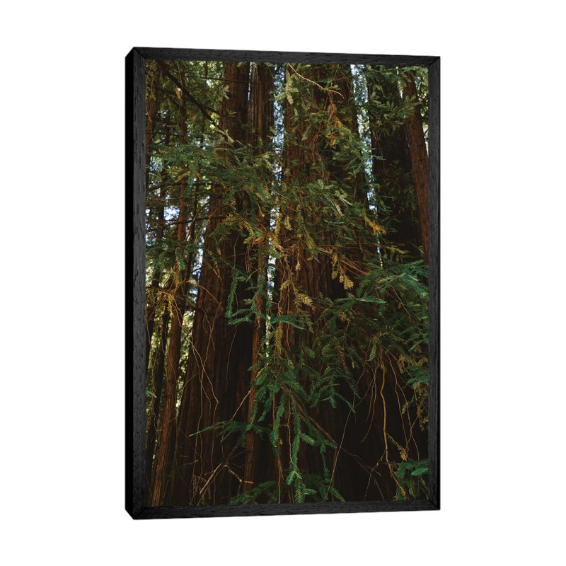 Redwood Forest V by Bethany Young - Print on Canvas, Black Framed, 101.6cm H x 66.04cm W x 3.81cm D