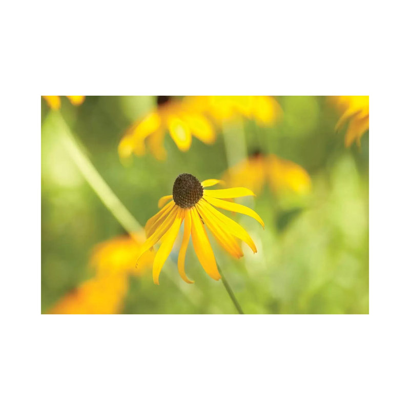 Susan Study I by James McLoughlin - Wrapped Canvas Print, 30.48 cm H x 45.72 cm W