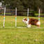 Poteaux de tissage pour chien