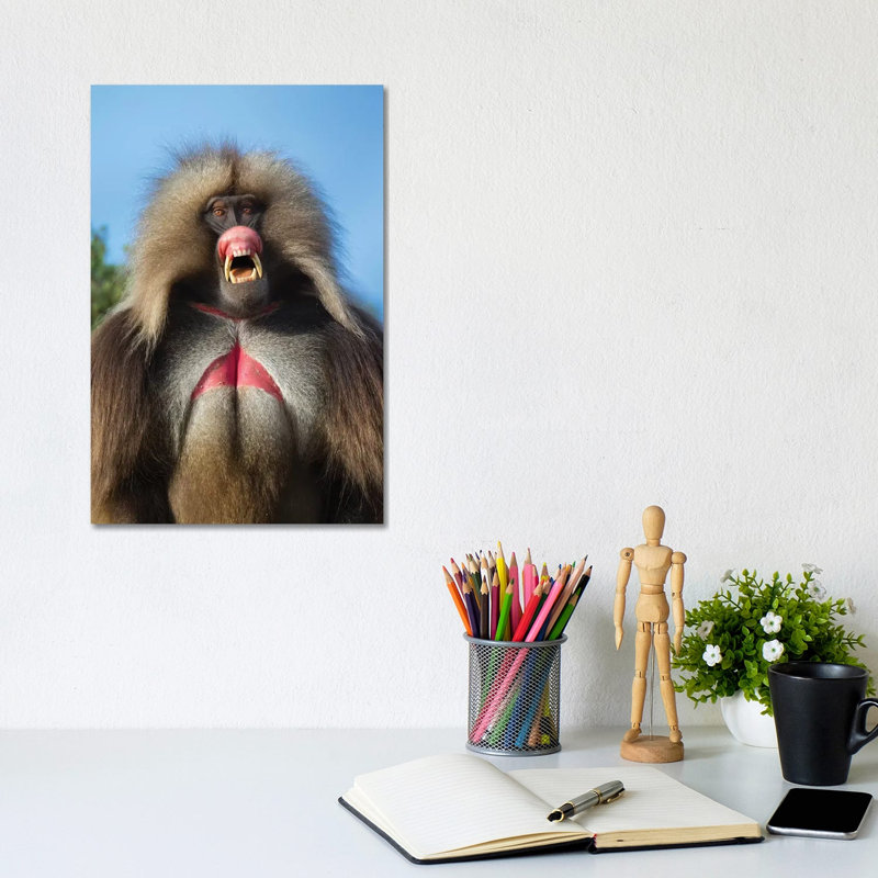 Gelada Pink Threat Ethiopia by Mogens Trolle - Wrapped Canvas Gallery-Wrapped Canvas Giclée, 20.32 cm H x 30.48 cm W