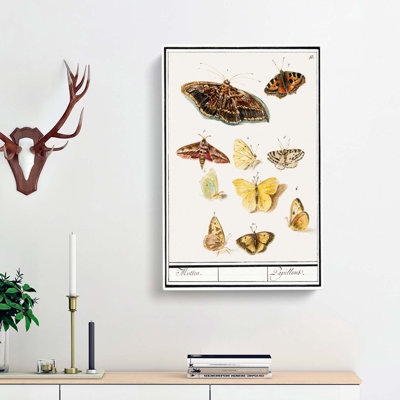 Butterflies & Moths by A.B. De Boodt - Wrapped Canvas