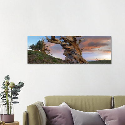 Foxtail Pine Tree, Twisted Trunk Of An Ancient Tree, Sierra Nevada, California II by Tim Fitzharris - Wrapped Canvas Panoramic Print