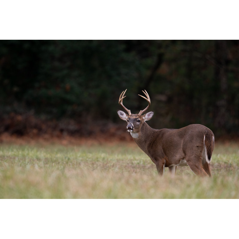 Large Whitetailed Deer Buck - Photographie sur toile tendue, H 8 po x l 12 po