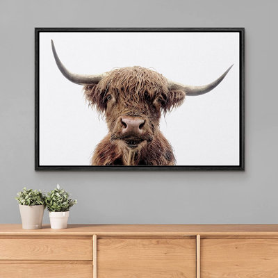 " Brown Shetland Cow Looks Down "