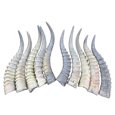 Cresser Real Blesbok Antelope Horn