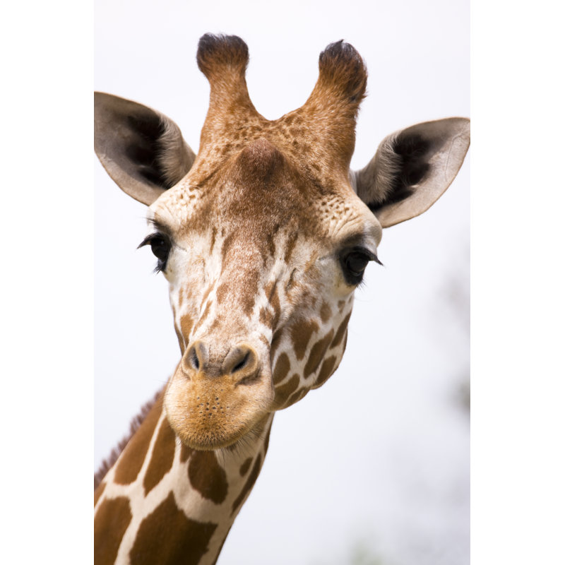 Giraffe Wore by Robas - No Frame Print on Canvas, 46cm H x 30cm W