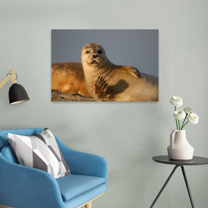 Curieux phoque ondulant, art mural plage sereine, H 16 po x l 24 po