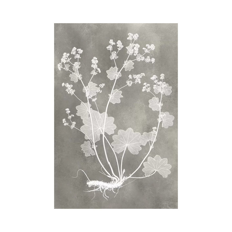 Herbarium Study I - Wrapped Canvas Painting, 101.6 cm H x 66.04 cm W x 1.91 cm D