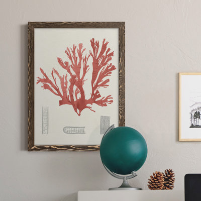 «Vintage Coral Study IV», peinture sur toile encadrée
