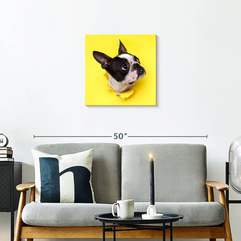 Crowle Boston Terrier Face