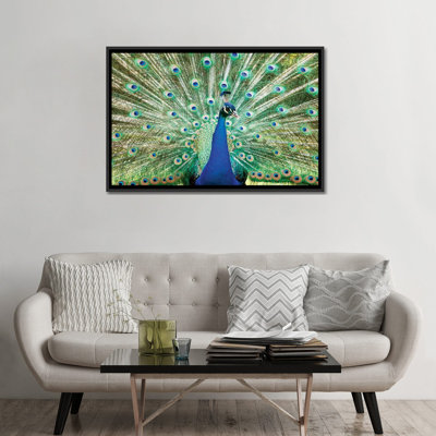 « color peacock », reproduction de photo sur toile tendue