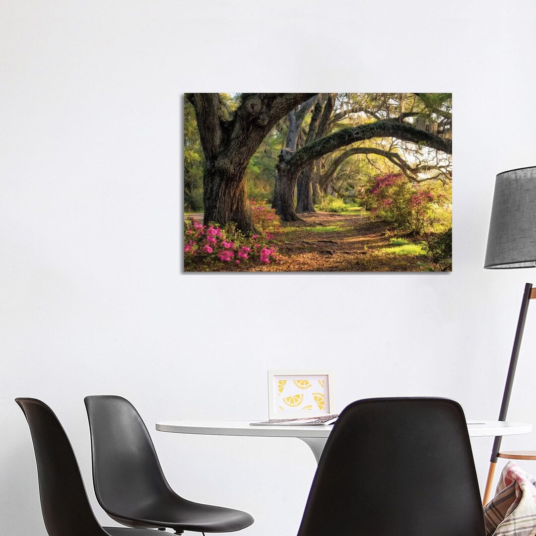 Under The Live Oaks I von Danny Head - Galerie- Giclée auf Leinwand