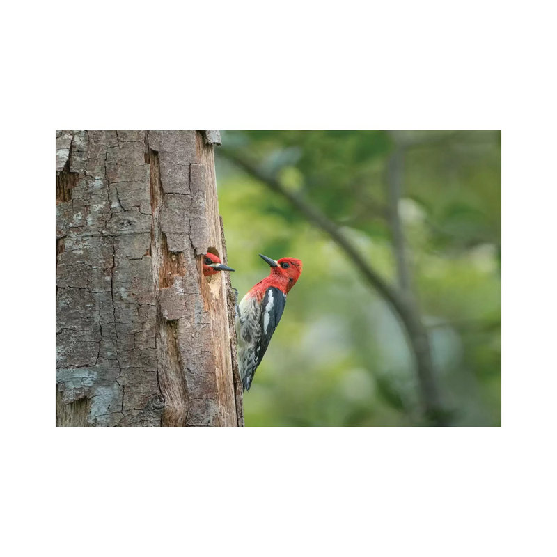 USA, WA. Red-Breasted Sapsucker (Sphyrapicus Ruber) Mated Pair at Their Nest in a Red Alder Snag. 1 Piece Wrapped Canvas Wall Art