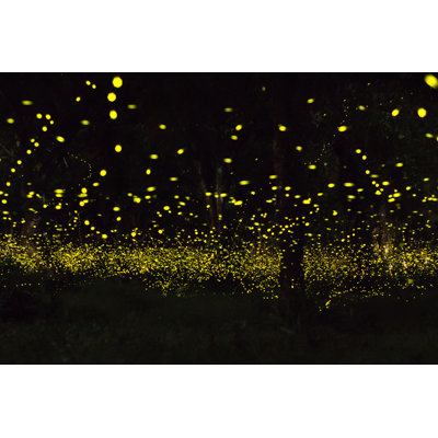 Velna " Firefly " by Sihasakprachum