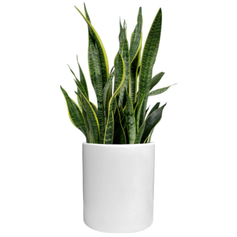 Fiberglass Round Pot Planter, 16" H x 16" W x 16" D, White