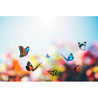 Meadow Full Of Butterflies - Wrapped Canvas Print