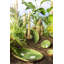 Tropical Fruits Earthenware Dessert Bowl
