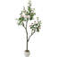 183cm Plant