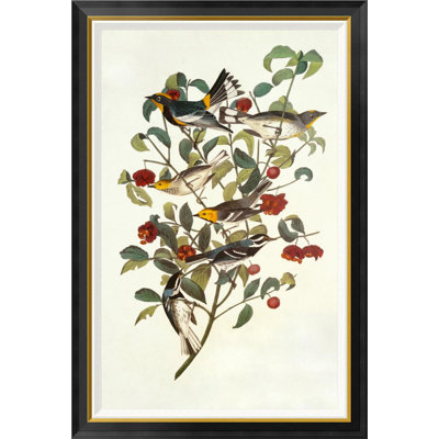 " Audubon's Warbler " by James Audubon