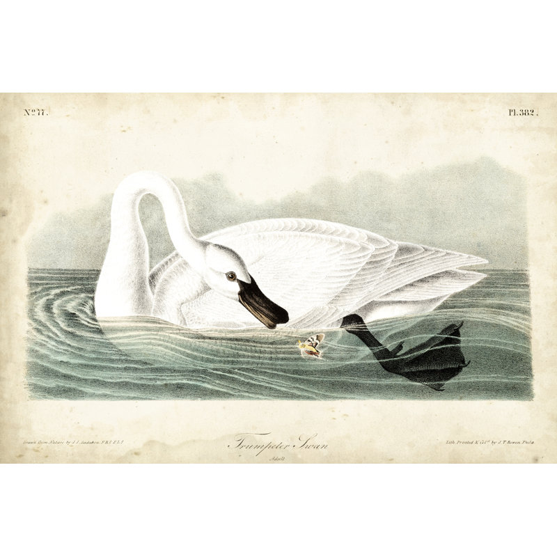 Trumpeter Swan I by John James Audubon - Painting, Wrapped Canvas, 61 cm H x 91 cm W