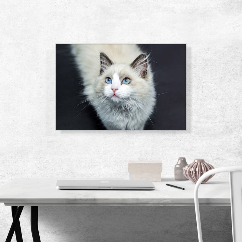 Ragdoll Eyes - Reproduction de photo sur toile tendue, H 18 po x l 26 po x P 1,5 po