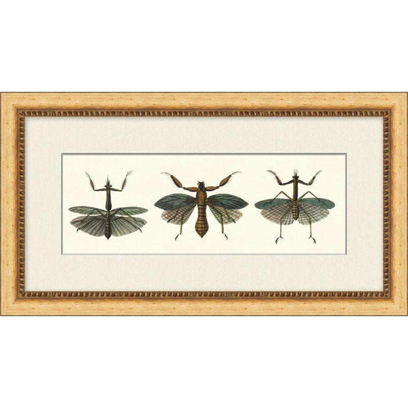 Specimen Trio 3 Print by Lillian August