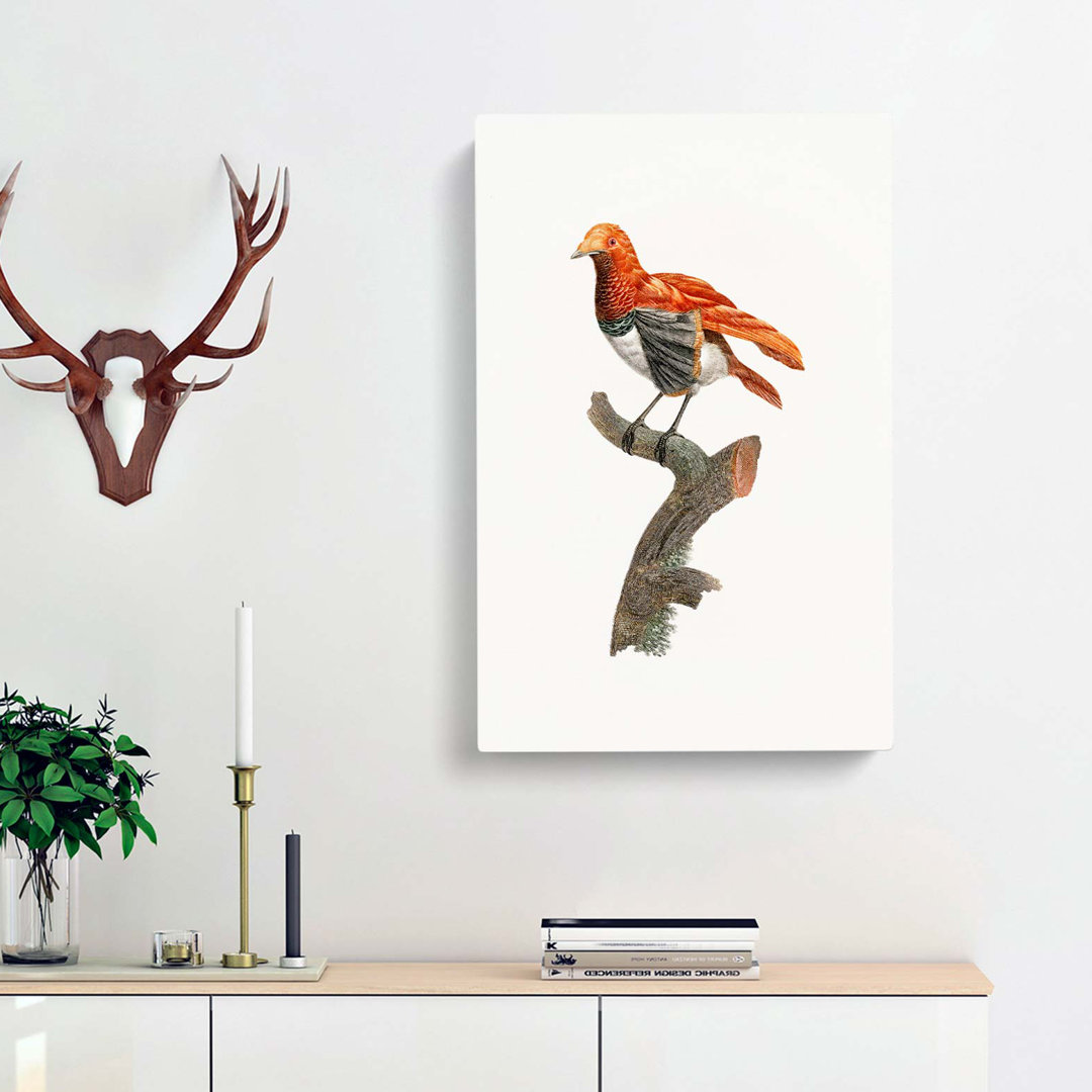 A King Bird of Paradise by Jacques Barraband - Wrapped Canvas