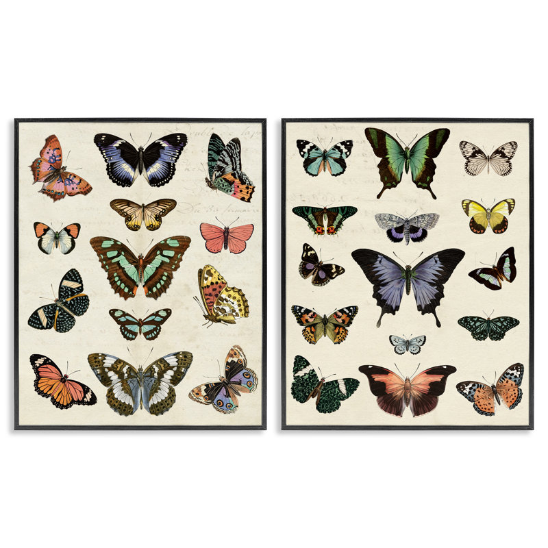  Collection de 2 giclées Antique Butterfly Collection par Susan Arnot, H 14 po x l 11 po, Giclée encadrée noir minuit