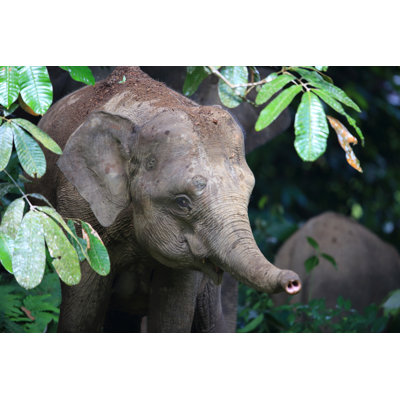 Borneo Elephant - Wrapped Canvas Print