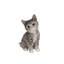 HEAD-TILTING TABBY KITTEN SITTING-50844502