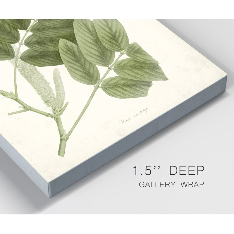 « Sage Botanical IV », reproduction d’art sur toile tendue, H 36 po x l 24 po x P 1 po