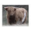«Wandering Harry Highland», toile par Marcus Prime-695485891