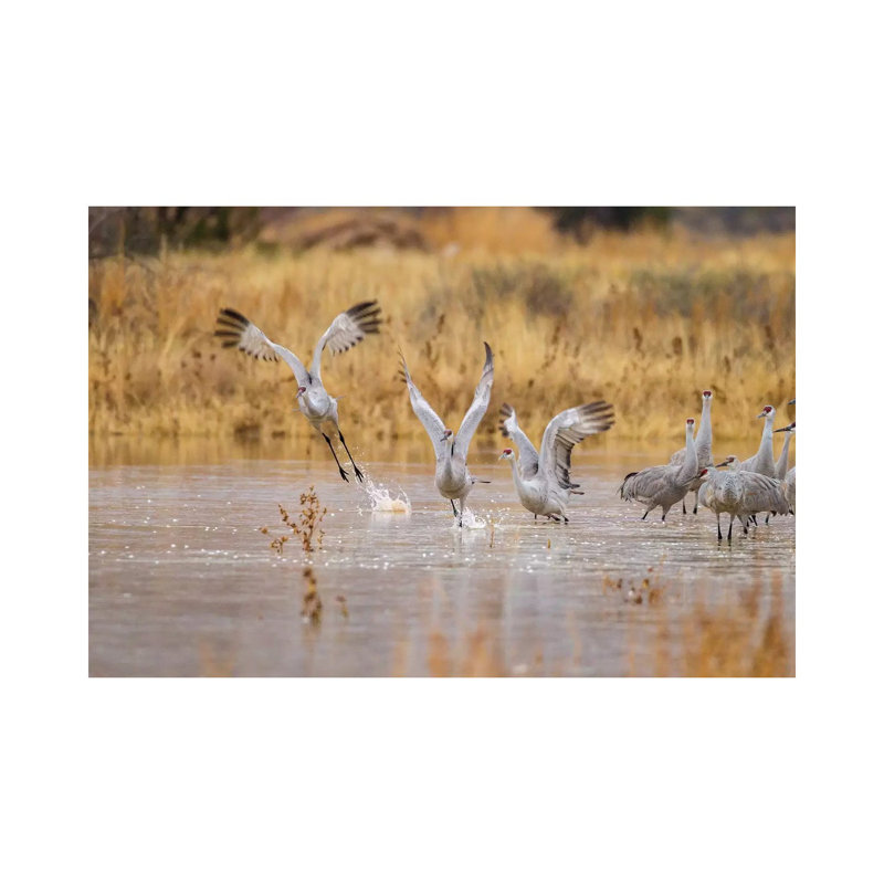 New Mexico, Bosque Del Apache National Wildlife Refuge. Sandhill Cranes Take Flight From Water. by Jaynes Gallery - Wrapped Canvas Gallery-Wrapped Canvas Giclée