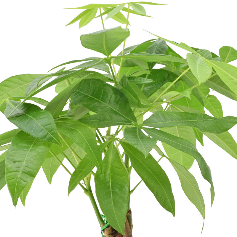 Arcadia Garden Products Money Tree in Grower Pot Live Money Tree (Pachira Aquatica) (Jade Plant) Tree Low Maintenance Plant in Rattan Pot