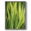 «Blades of Grass II», reproduction encadrée - bois massif-1623694599